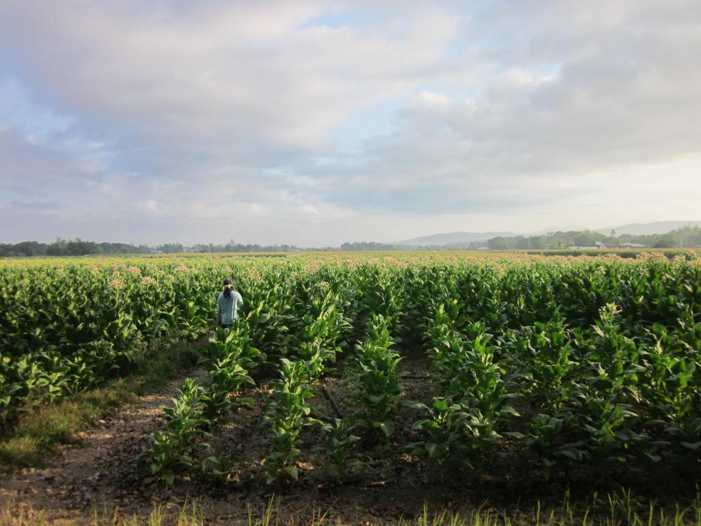 Why I yearn for the life bucolic, at least for a week or&nbsp;so